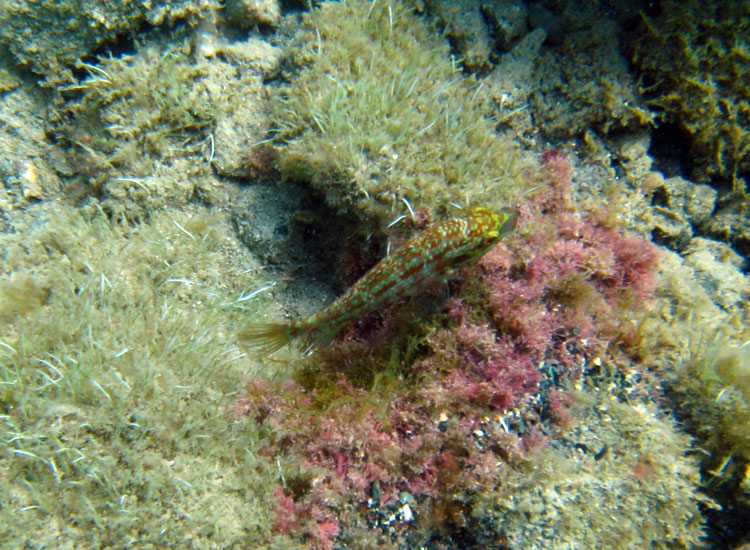 Symphodus roissali